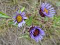 Blue Mountain Fleabane